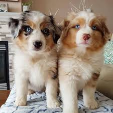 We are located just outside of zanesville ohio. Australian Shepherd Puppies For Sale Home Facebook