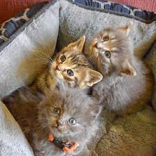 Megan S Rescue Efforts Society Home Facebook