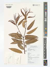 Image result for Agarista salicifolia