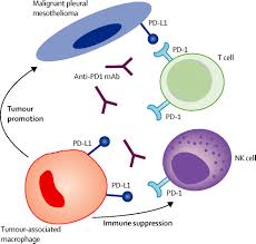 Prostate cancer is a common type of cancer in men, according to the mayo clinic. Immune Checkpoint Inhibitors In Malignant Pleural Mesothelioma The Lancet Oncology