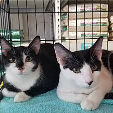 The shelter cats are with cat now and will be ready for adoption soon. Adopt A Dog Or Cat Today Search For Local Pets In Need Of A Home