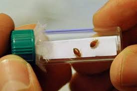 Punaises De Lit Traitement Avec Du Bicarbonate De Soude In 2020 Pest Control Flea Prevention Insect Spray