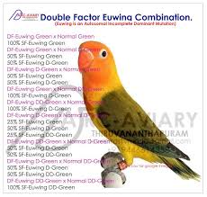 Akhilchandrika Double Factor Euwing Combination Breeding Results Bird Breeds Love Birds Pet African Lovebirds