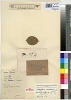 Image result for Campylostemon angolense