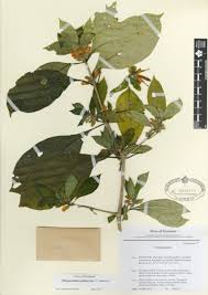 Image result for Laggera crispata