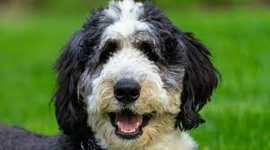 We did not find results for: Saint Berdoodle Breed Information Saint Bernard Poodle Mix