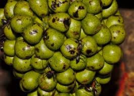 Image result for Tiliacora funifera