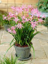 Grow your own cut flower bouquets. Best Summer Bulbs For Containers