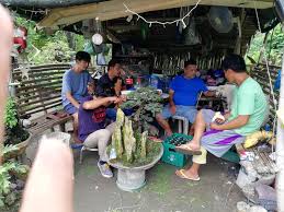 Philippine Bonsai Bonsai Styles Bonsai Species Bonsai Tree Bonsai Plant Tarlac Bonsai Hobbyist