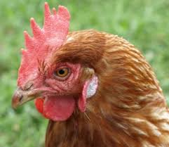 Die behörden gaben kurz nach bekanntwerden aber entwarnung. Vogelgrippe 45 000 Huhner Im Landkreis Rostock Mussen Getotet Werden Proplanta De