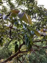 Image result for Cedrela