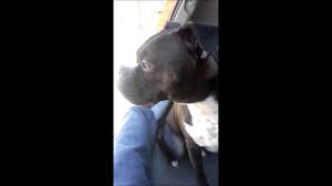 Includes purebreds and mixed breed dogs, with links going to dog information and pictures. Boston Terrier Boxer Mix Youtube