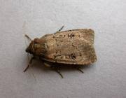 Image result for Graphiphora augur