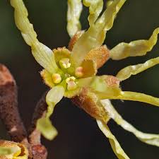 Image result for Hamamelidaceae