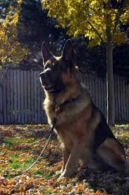 3 females and 3 males. German Shepherd Puppies For Sale Colorado Springs Pets Lovers