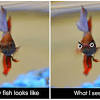 See more ideas about betta, betta fish, fish care. Https Encrypted Tbn0 Gstatic Com Images Q Tbn And9gcsbpjyex4pz Cr7ax R8umkbllvdj3avo8awyofizpnhlwnk37c Usqp Cau
