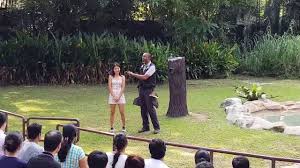 Jurong bird park, specialty zoo in singapore noted for its extensive aviaries. High Flyers Show Jurong Bird Park Singapore Youtube