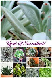There are a few steps a person can take to obtain an accurate identification, which mainly focuses on using the plant's physical features as descriptors. How To Care For Succulents Succulent Plant Care Growing Succulents
