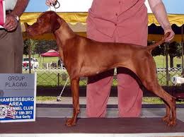 Check spelling or type a new query. Vizsla Breeder Registry Vizsla Breeders Pennsylvania Usa Vizslas Vizsla Puppies Vizsla Breeder Registry Jayney S Creative Works Jcw