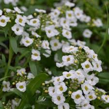 Image result for Allophylus whitei