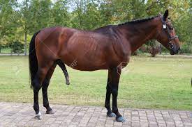 Massive horse penis