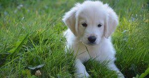 Pick a dog name from a to z. Female Dog Names With Biblical Meaning