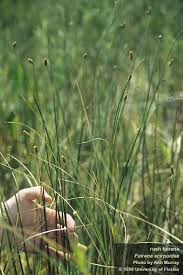 Image result for Fuirena pubescens