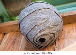 This is the moment an exterminator is up for a big job: Empty Wasps Nest Stuck Wooden Door Stock Photo Edit Now 498915214