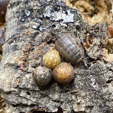 Image result for Disa brevicornis