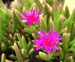 Image result for Delosperma tradescantioides