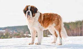 If the dog came from a licensed, professional breeder, this is something that should be provided during the purchasing process. 20 Cool Facts About Saint Bernards Cute Cats And Dogs St Bernard Dogs Animal Facts Interesting