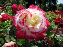Double Delight Rose Tree Double Delight Rose Rose Trees Double Delight