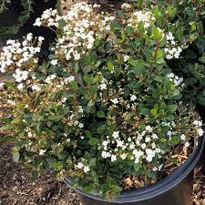 At the corner of the house as a large accent. Garden Center Flowers Trees Shrubs Tampa S Best Landscape Supply