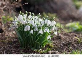 Detailed Picture Of The Bunch Of Snowflake Or Snowdrop Flower In The Bloom One Of The First Spring Flowers Which Is Bloomin Leaf Images Flowers Spring Flowers