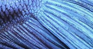 Blue Siamese Fighting Fish Betta Splendens Male Close Up By Shadowshador Via Flickr Siamese Fighting Fish Betta Fish Betta