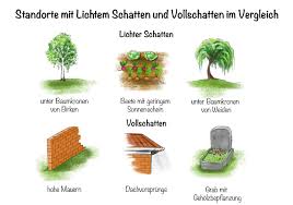 Bodendecker für schattige und feuchte böden. Bodendecker Fur Den Schatten Eine Sortenauswahl Und Pflanztipps