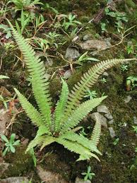 Image result for Blechnaceae