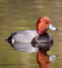 Birds With Redheads In Ohio Redhead Aythya Americana A Migratory Diving Duck Of North America Photo Gerard W Beyersberger Bird Hunting Duck Species Pet Birds