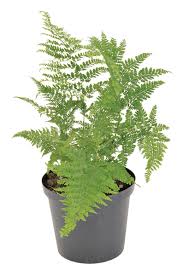 Image result for Microlepia speluncae