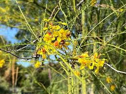 Image result for Parkinsonia aculeata