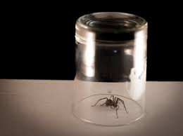 I don't even notice them until they start to run away while i'm sweeping. How To Get Rid Of Spiders In Your House Safely Earthkind