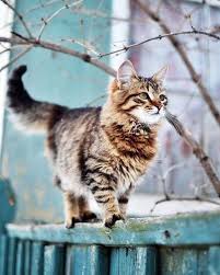 I Shall Wait Here With Images Winter Cat Animal Lover Animals