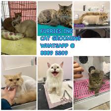 Other cat products and services. Furries Inc Cat Grooming Home Facebook