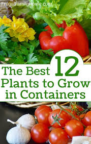 Container gardening is an easy way to grow vegetables, especially when you lack yard space! Pin On Container Gardens