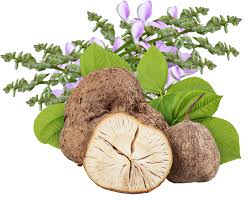 Puresterol® - Botanical Extracts Manufacturing | Manfacture botanical  extracts for supplements.