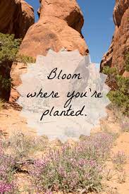 What you get out of it depends on how you play it. Monday Inspiration Bloom Where You Re Planted Simplicity Relished