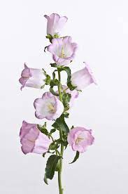 Champion Pink Campanula Azalea Flower Campanula Flowers Campanula