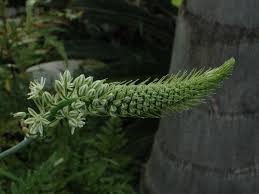 Onions consumed both in raw or in cooked form can offer various health benefits to a pregnant woman. Albuca Bracteata Pregnant Onion World Of Succulents