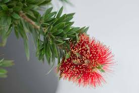 Image result for Callistemon