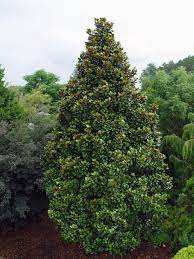 From may to october, the teddy bear magnolia produces fragrant white. Teddy Bear Southern Magnolia